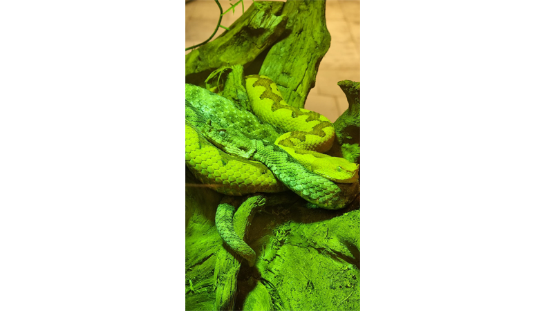 Les reptiles envahissent le Centre Manor Chavannes 