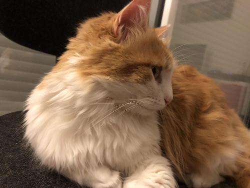 Un Chat Arrete Pour Trafic De Drogue En Prison Le Messager