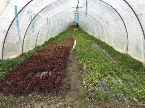 Chevry : la famille Blanc-Dehlinger au centre de l’exploitation maraîchère