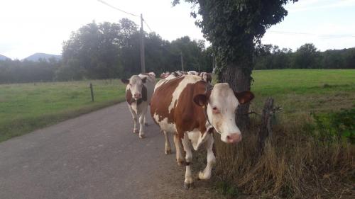 Coronavirus Les Agriculteurs Haut Savoyards Face A La Pandemie