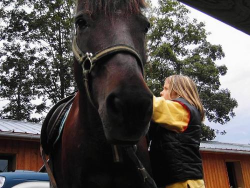 Annecy-le-Vieux: un poulain retrouvé en partie dévoré