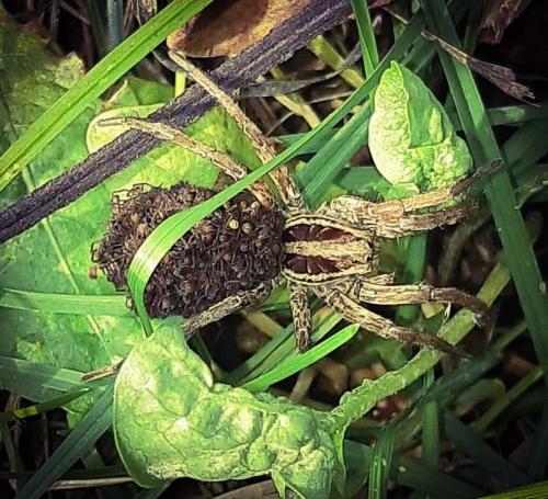 Mercury Elle Apparait Dans Nos Paysages Faut Il Avoir Peur De L Araignee Loup La Savoie
