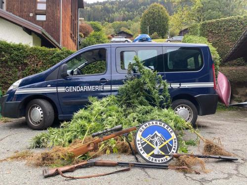 Saint-Gervais : 17 plants de cannabis découverts dans un jardin individuel Saint-Gervais : 17 plants de cannabis découverts dans un jardin individuel