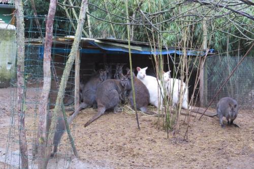 Viry : le Tropicaland de nouveau en grande difficulté pour nourrir ses animaux Viry : le Tropicaland de nouveau en grande difficulté pour nourrir ses animaux