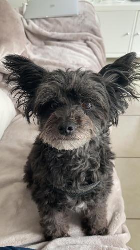 Veigy-Foncenex : un petit chien meurt sous l’attaque de deux malinois