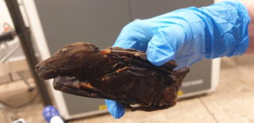 Aéroport de Genève : après du pangolin en février, les douaniers mettent la main sur 4 chauves-souris séchées Aéroport de Genève : après du pangolin en février, les douaniers mettent la main sur 4 chauves-souris séchées