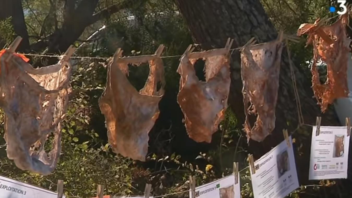 Insolite Ils Plantent Des Slips Pour Mesurer La Qualite Des Sols