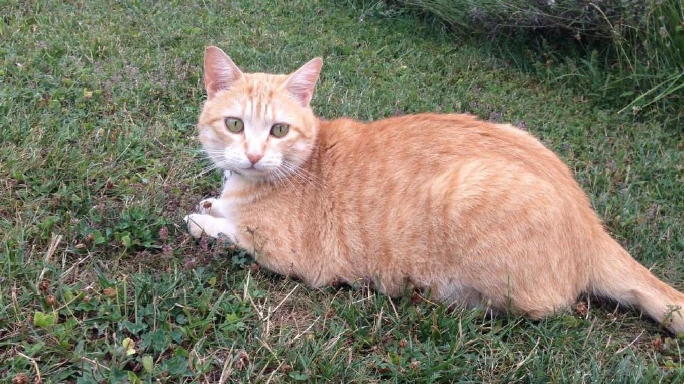 Armoy Un Chat Se Fait Tirer Dessus Au Fusil Le Messager Armoy Un Chat Se Fait Tirer Dessus Au Fusil Le Messager