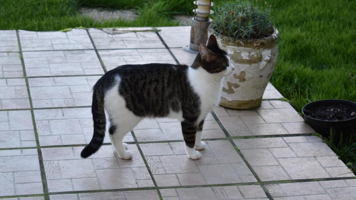 Les Proprietaires De Chats Non Identifies Pourraient Etre Sanctionnes Le Messager Les Proprietaires De Chats Non Identifies Pourraient Etre Sanctionnes Le Messager