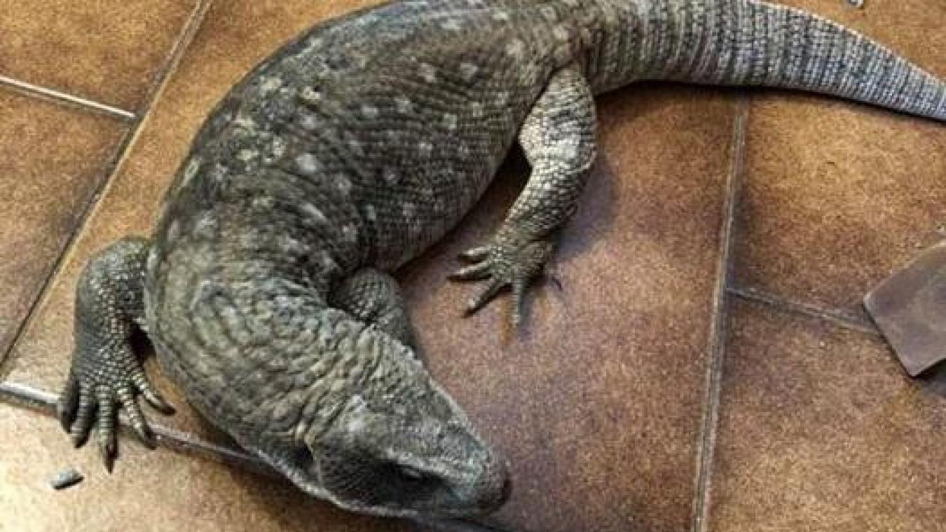 Sallanches Une Famille Perd Son Varan Dans La Zone Industrielle Le Messager