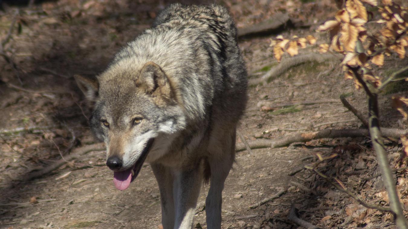 Video Des Loups De Retour Aux Pays Bas Le Messager Video Des Loups De Retour Aux Pays Bas Le Messager