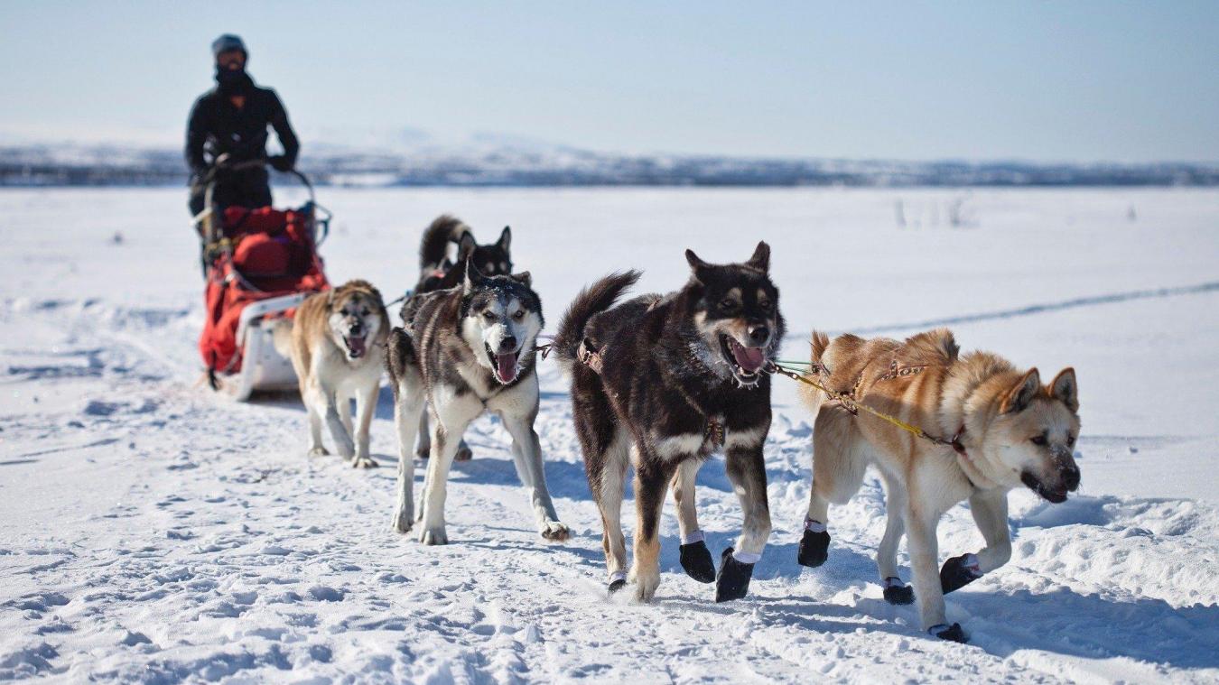 3 Adresses Pour Decouvrir L Ain En Chiens De Traineau Le Messager 3 Adresses Pour Decouvrir L Ain En Chiens De Traineau Le Messager