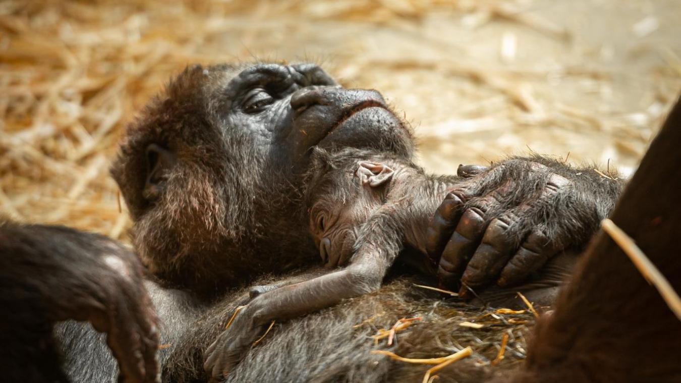 Video Un Bebe Gorille Est Ne Au Zoo D Anvers Le Messager Video Un Bebe Gorille Est Ne Au Zoo D Anvers Le Messager