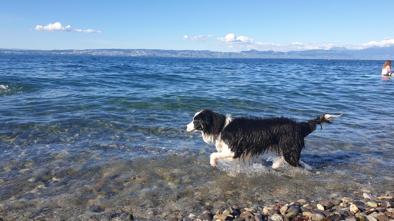 Comment régler le problème des chiens sur les plages du Chablais 