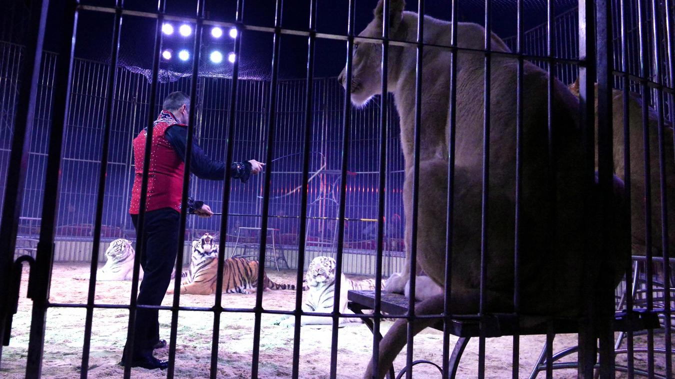 Loi Interdisant les animaux sauvages dans les cirques itinérants :  l'historique - PAZ