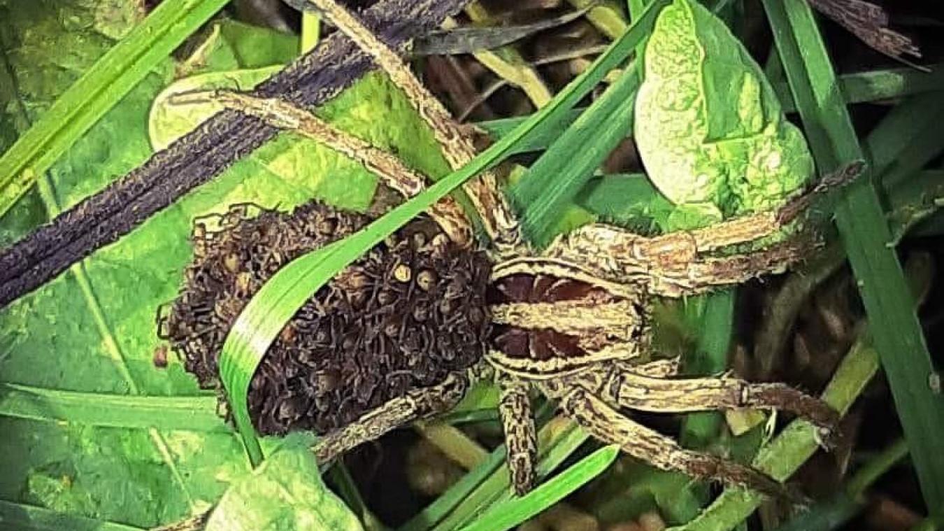 Mercury Elle Apparait Dans Nos Paysages Faut Il Avoir Peur De L Araignee Loup Le Messager