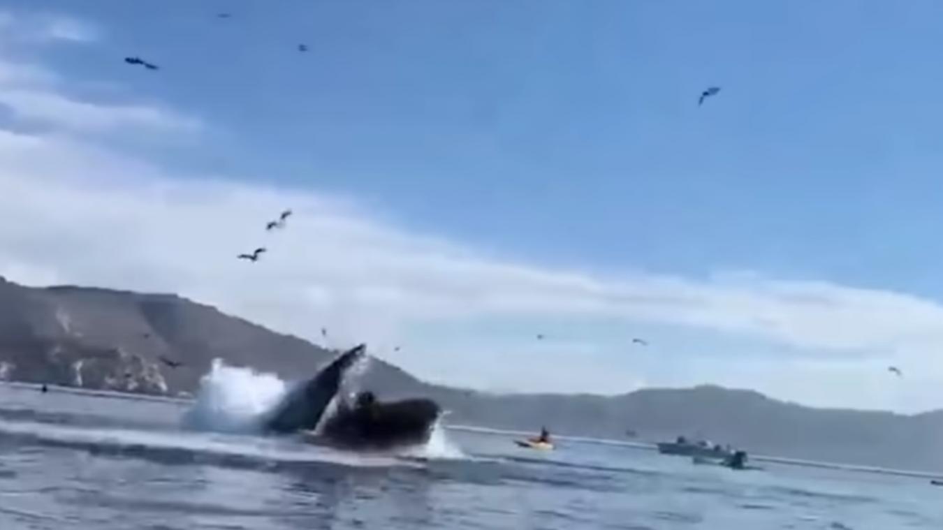 Video Deux Kayakistes Manquent D Etre Mangees Par Une Baleine Le Messager Video Deux Kayakistes Manquent D Etre Mangees Par Une Baleine Le Messager