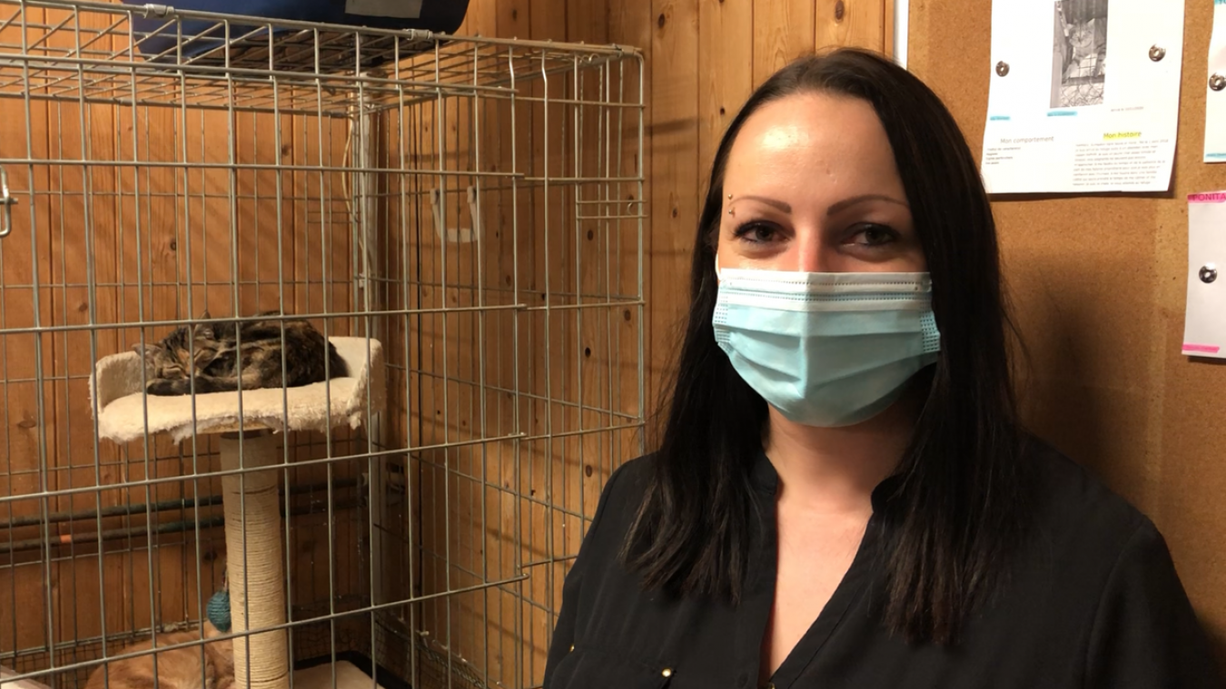 La Spa D Annecy Marlioz Accueille A Nouveau Les Chats Apres Un Debut D Epidemie De Typhus L Essor Savoyard La Spa D Annecy Marlioz Accueille A Nouveau Les Chats Apres Un Debut D Epidemie De Typhus L Essor Savoyard