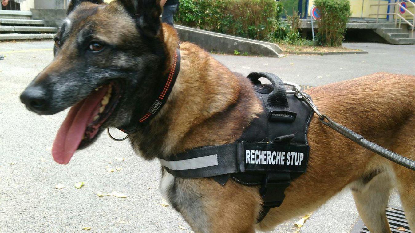 Annecy  la drôle de découverte de Jinger, le chien de la police  Le