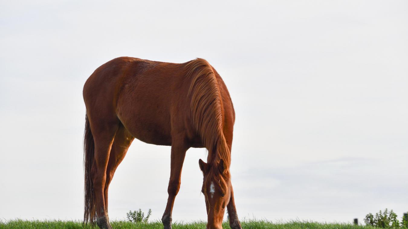 Cheval Mutile A Douvaine Des Traces D Anesthesiant Retrouvees Dans Son Sang Le Messager