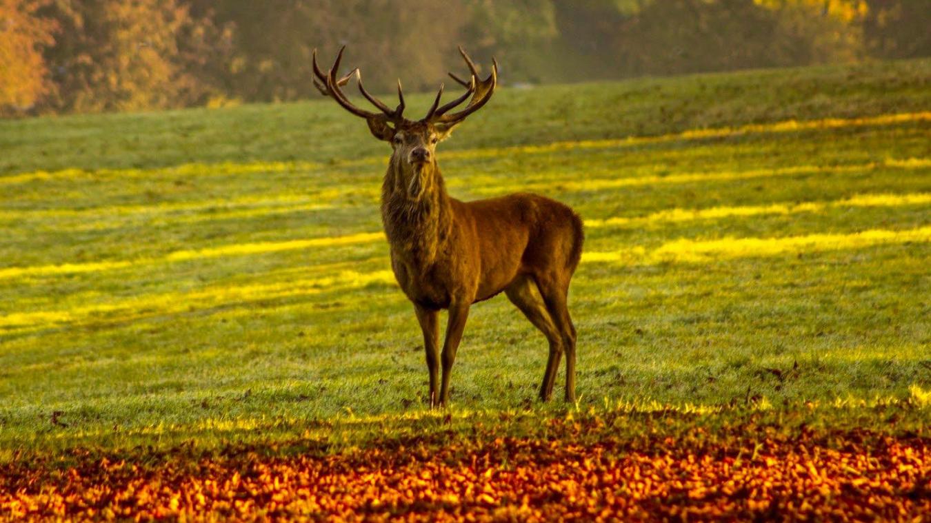 Cerf Abattu En Plein Geneve Gros Emoi Et Possibles Tirs De Regulation Le Messager Cerf Abattu En Plein Geneve Gros Emoi Et Possibles Tirs De Regulation Le Messager