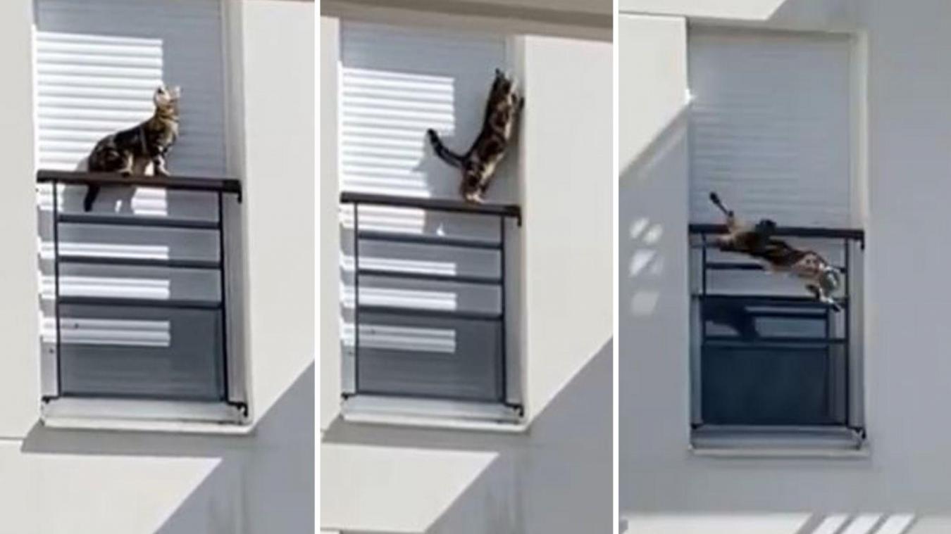 Enferme Depuis Deux Jours Sur Un Rebord De Fenetre Le Chat Chute De Trois Etages Le Messager