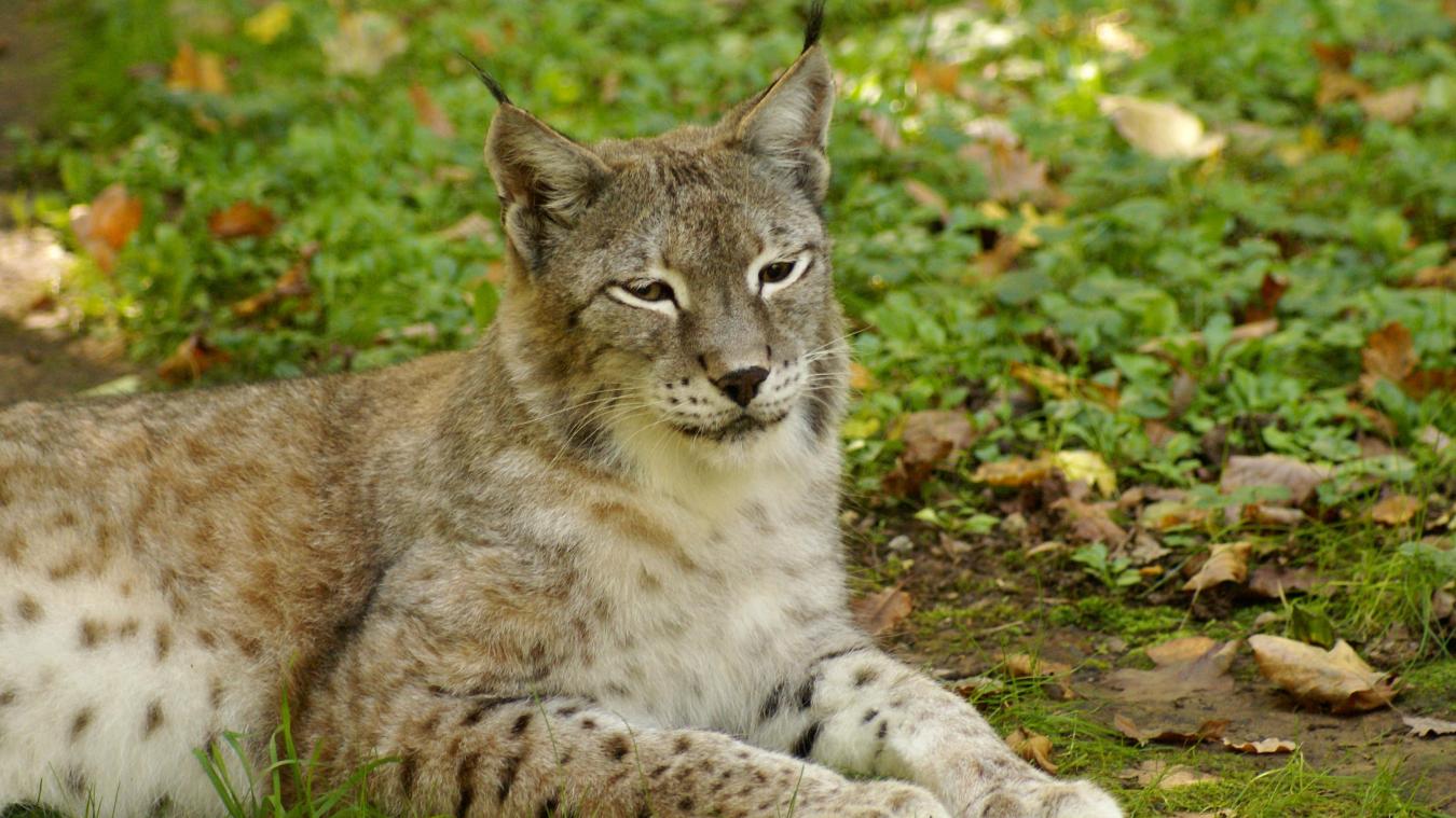 France : quelles solutions pour protéger le lynx boréal ? : Femme