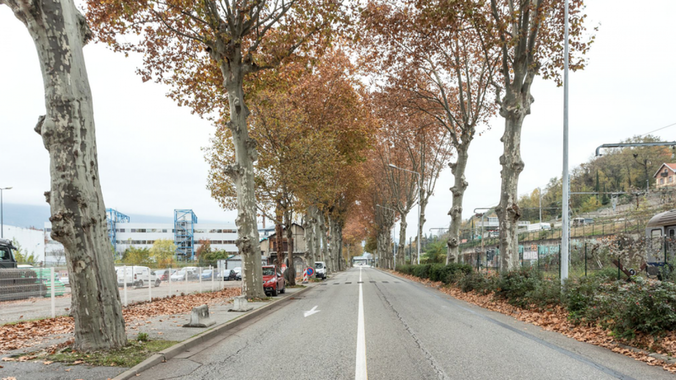 La Ville espère trouver une solution pour éviter l‘abattage de ces 40 platanes. Photo Ville de Chambéry.