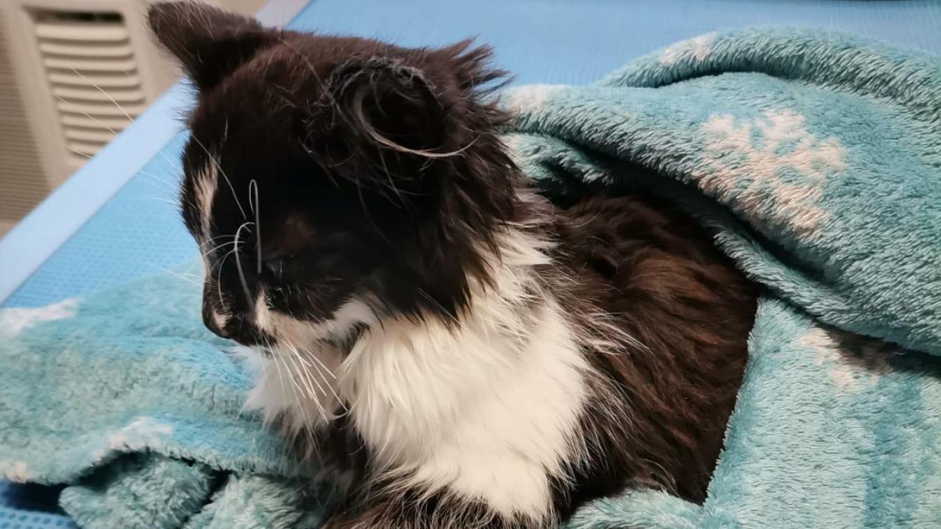 Haute Savoie Le Deuxieme Chaton Martyrise Est Decede L Essor Savoyard Haute Savoie Le Deuxieme Chaton Martyrise Est Decede L Essor Savoyard