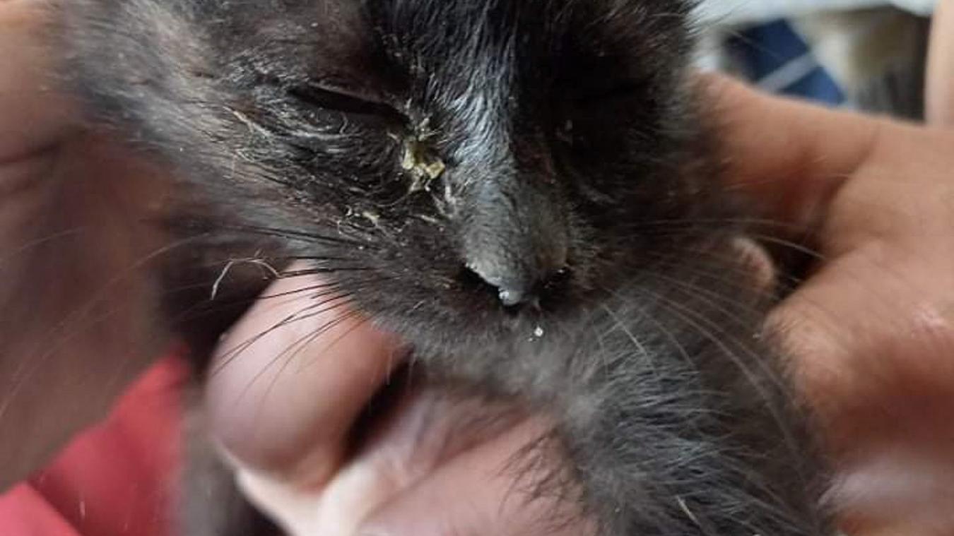 Valserhone Ces Maladies Contagieuses Et Mortelles Qui Circulent Chez Les Chats La Tribune Republicaine Valserhone Ces Maladies Contagieuses Et Mortelles Qui Circulent Chez Les Chats La Tribune Republicaine