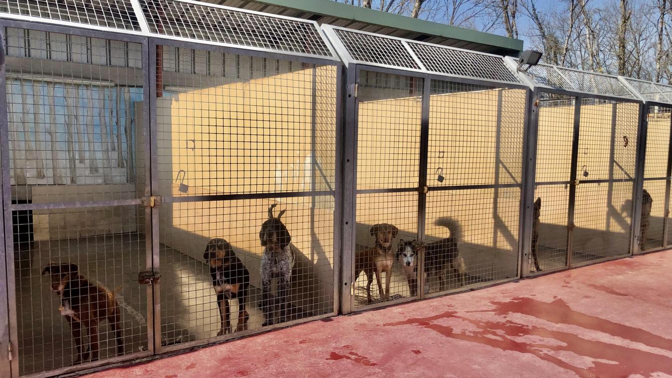 Le refuge Amis des Bêtes à Aix-les-Bains devrait pouvoir accueillir plus de chiens d’ici l’année prochaine.
