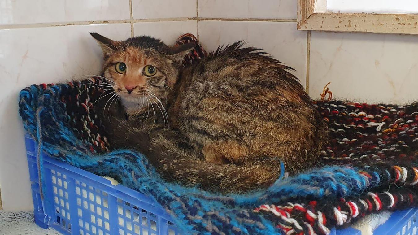 Yóukè Firmine, une chatte chinoise dont s’occupe le refuge Amis des Bête à Aix-les-Bains, a été retrouvée dans un entrepôt à Sainte-Hélène-du-Lac (Savoie) le 22 janvier 2022.