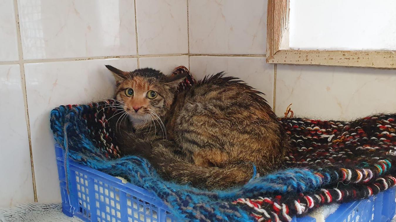 Yóukè Firmine, une chatte chinoise dont s’occupe le refuge Amis des Bête à Aix-les-Bains, a été retrouvée dans un entrepôt à Sainte-Hélène-du-Lac (Savoie) le 22 janvier 2022.