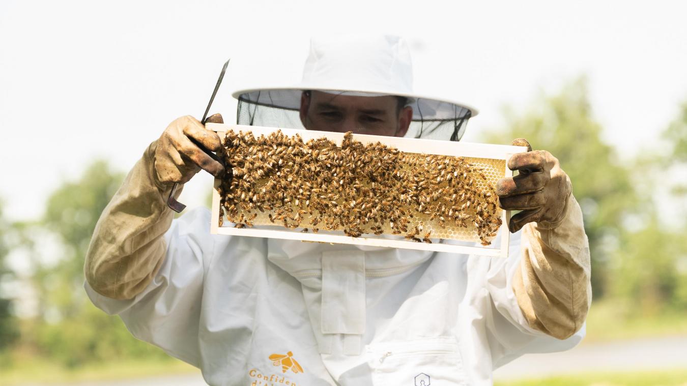 Des solutions se mettent en place pour moderniser la filière et faciliter le travail des apiculteurs.