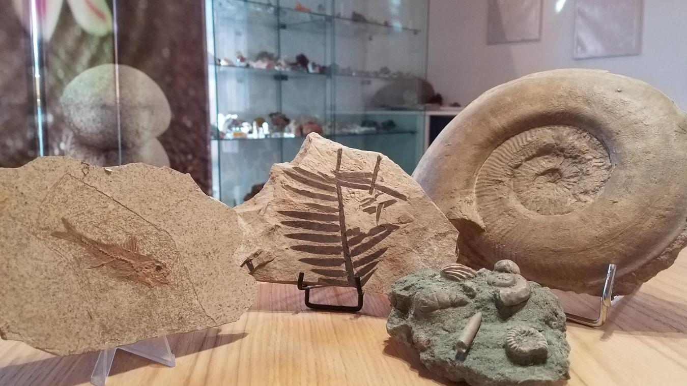 Fossiles de fougère, poissons, coquillages de France.