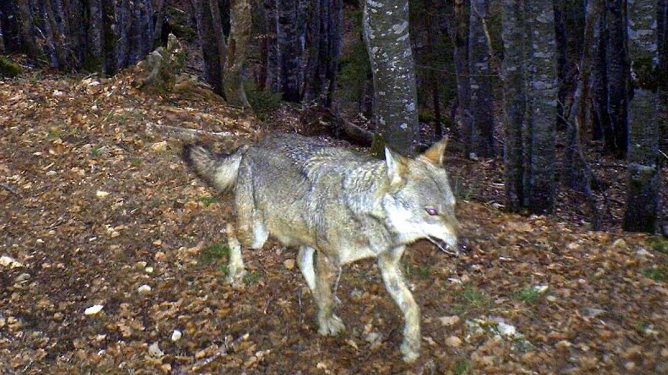 Le loup génère une dépense annuelle de 56 millions d’euros.