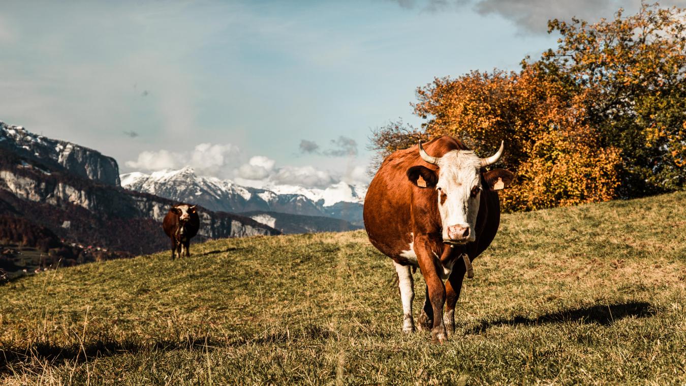 Le 1er mai prochain, Combloux accueille le premier comice agricole intercommunal du Pays du Mont-Blanc.