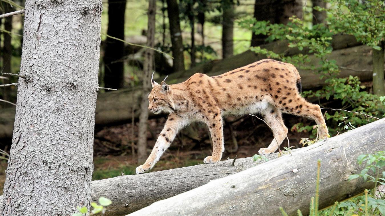 Le lynx, bien qu'officiellement protégé, est à moyen terme en danger de disparition en France.