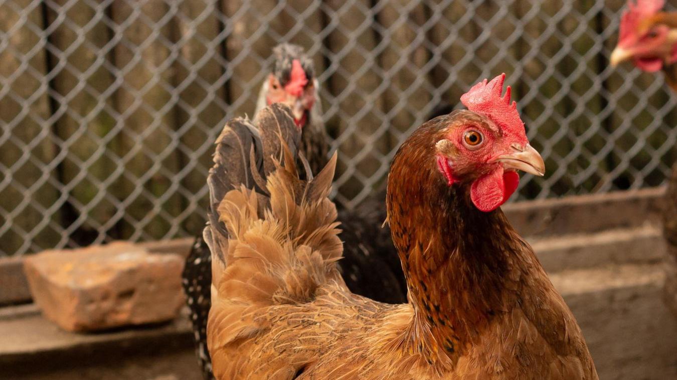 Une quarantaine de poules sont proposées à l’adoption.