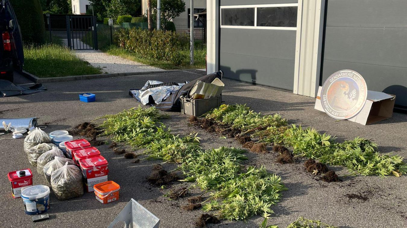 Les gendarmes ont récupéré 48 plants de cannabis, ainsi que du matériel de jardinage et des produits à base de CBD au domicile du suspect.