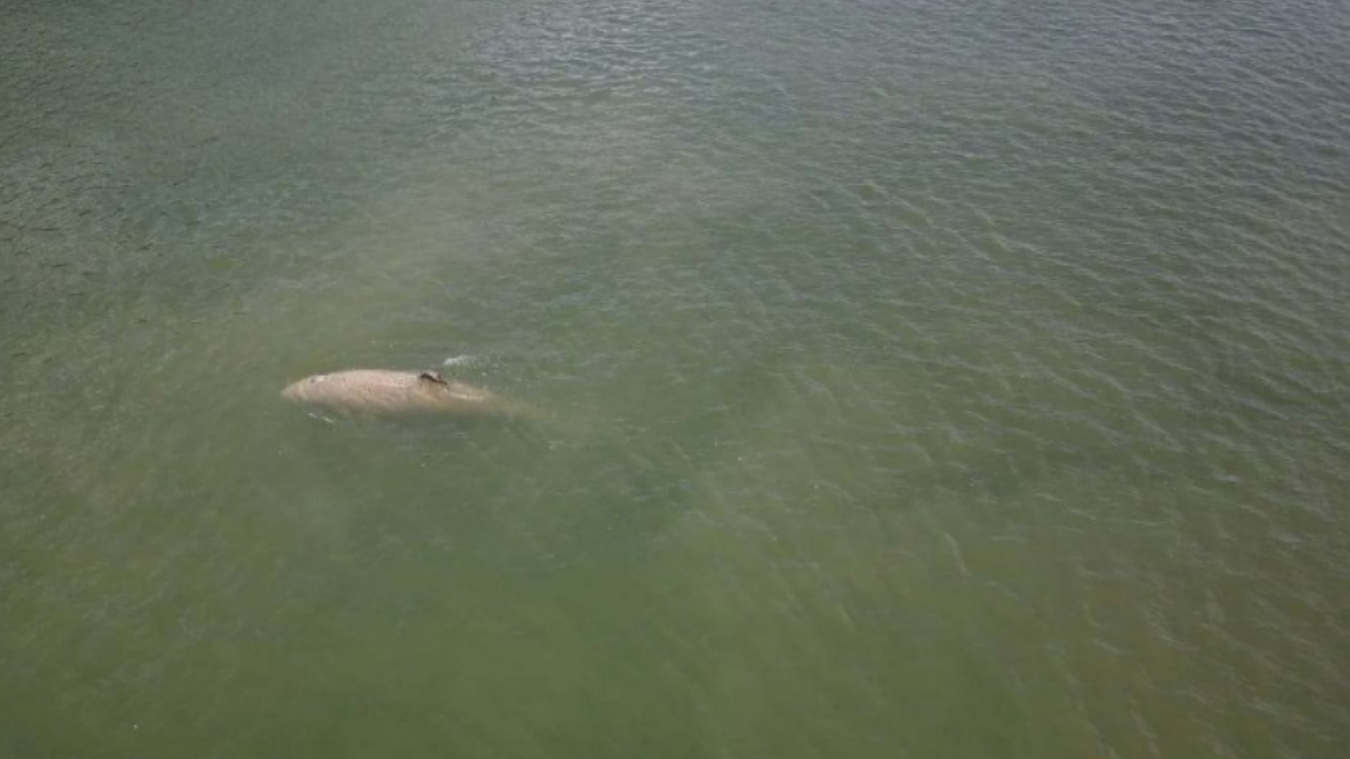 Une équipe pluridisciplinaire avait tenté de guider vers la mer l’orque qui se trouve dans la Seine
