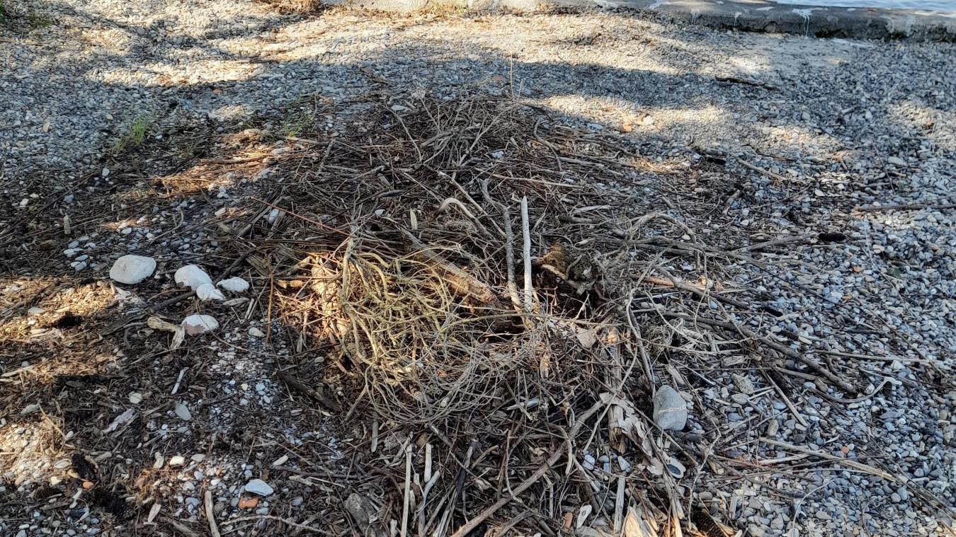 Situé sur une petite plage à Sciez, le nid de cygnes a été détruit.