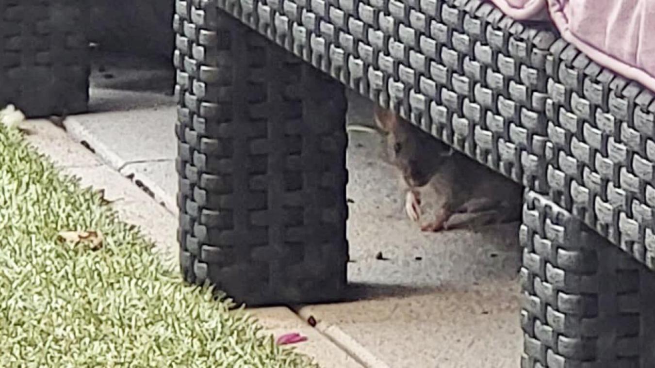 Les rats font partie du quotidien de certains habitants de l’agglomération d’Annemasse.