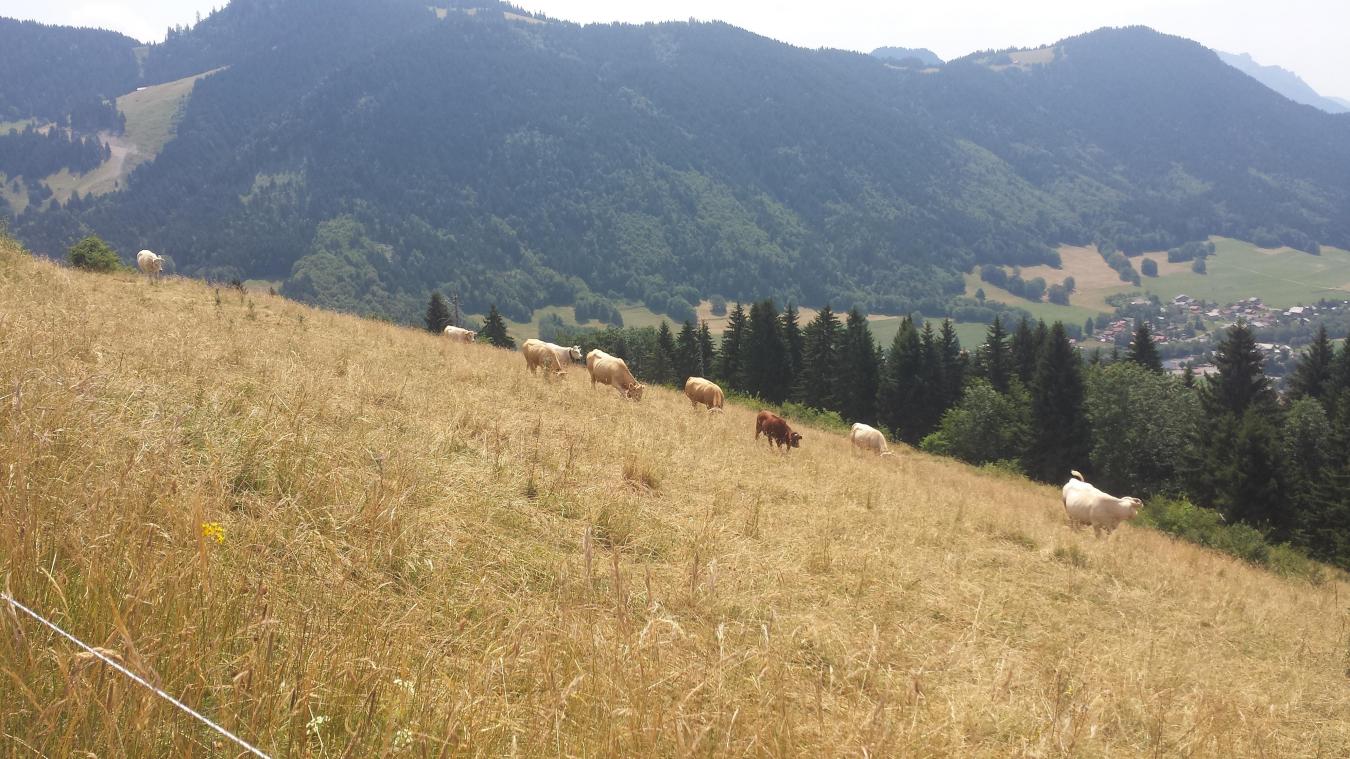 Face aux températures élevées et faibles précipitations, l’ensemble de la Haute-Savoie a été placée en alerte renforcée pour sécheresse. Le secteur de l’Arve amont est en état d’alerte.