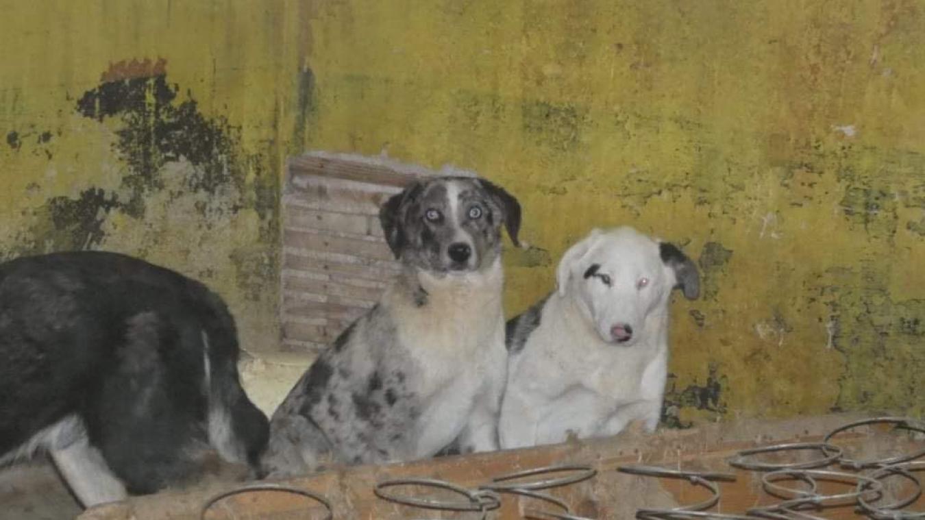 Le 1er mars dernier, ce sont 37 chiens qui ont été saisis sur une propriété de Samoëns, en état déplorable.