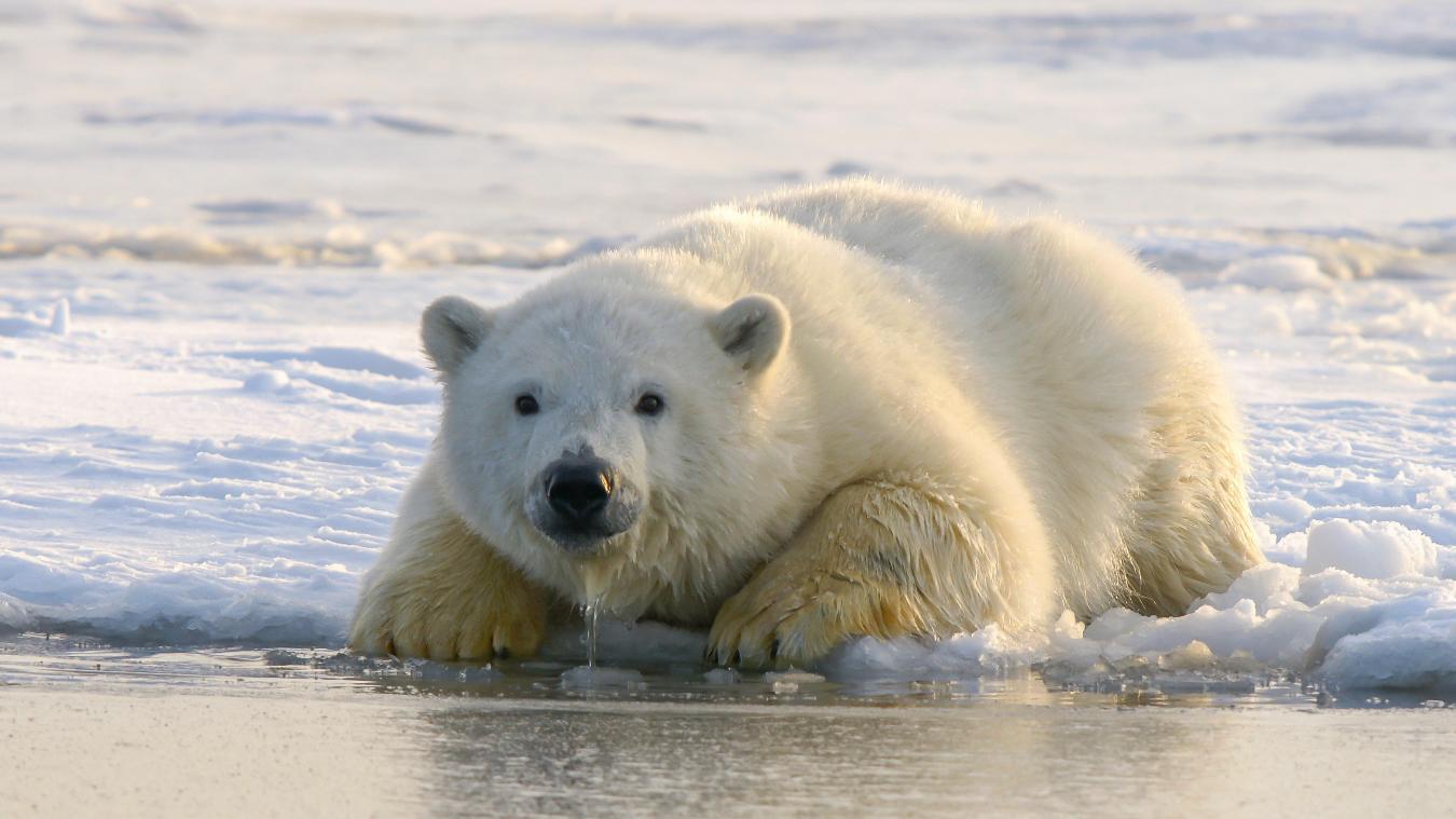 Un ours polaire a pénétré à l’intérieur d’un campement de touristes, au Svalbard, et a attaqué une femme d’une quarantaine d’années, ce lundi 8 août.