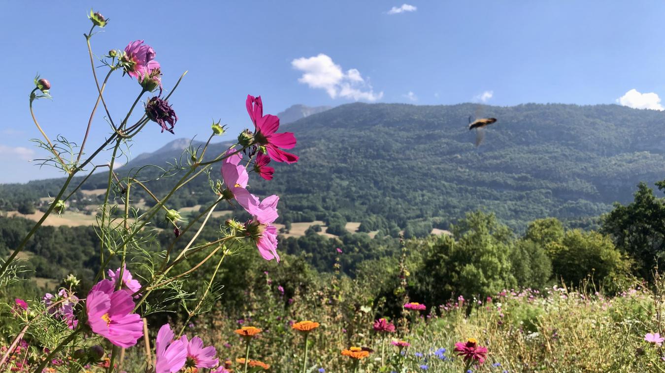 Plus d’une cinquantaine de variétés de fleurs sont cultivées dans la ferme La Brouette Bleue à Annecy.