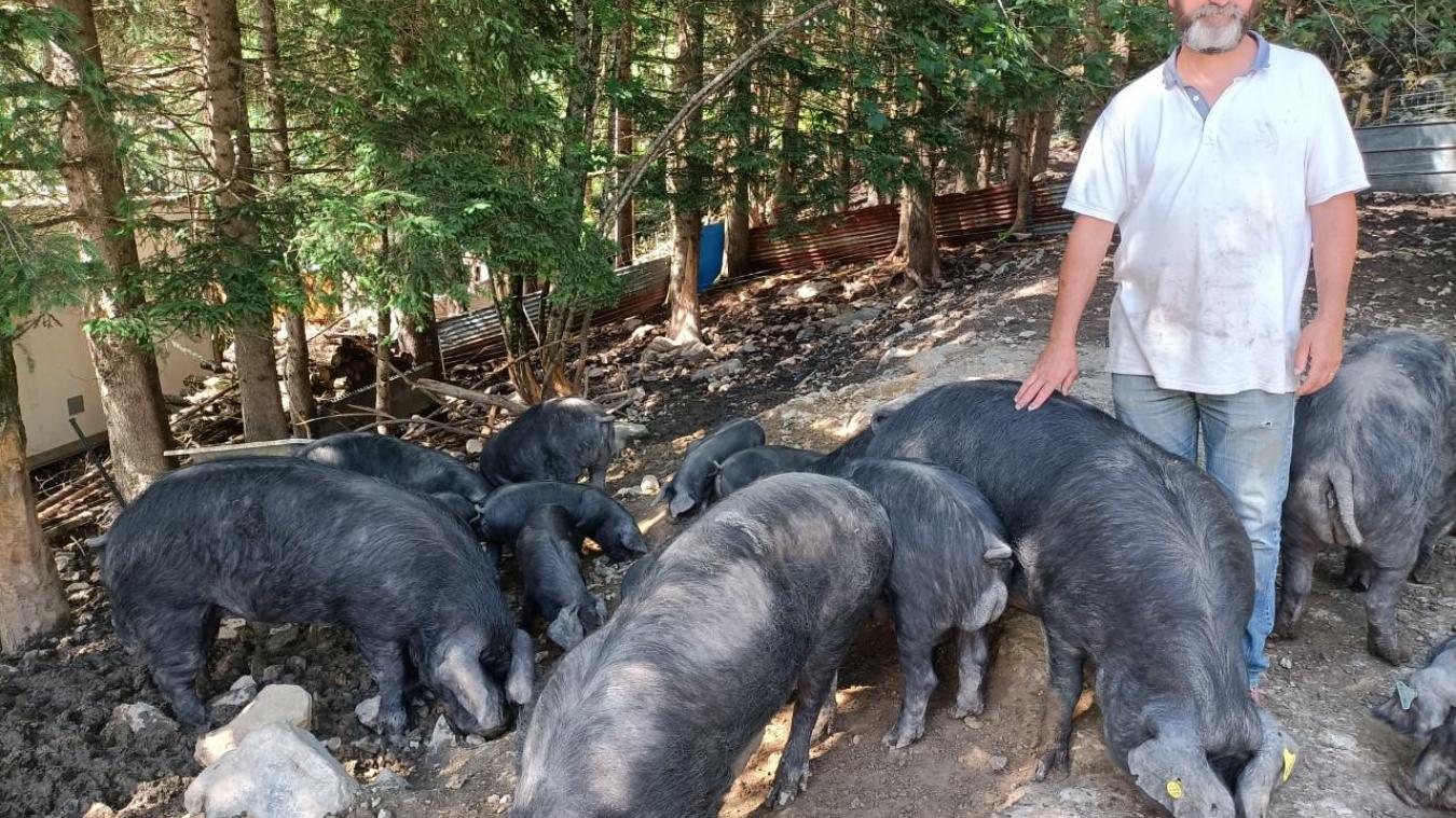 Yann Lartaud élève ses cochons en plein air, toute l’année entre Pralognan et Champagny.
