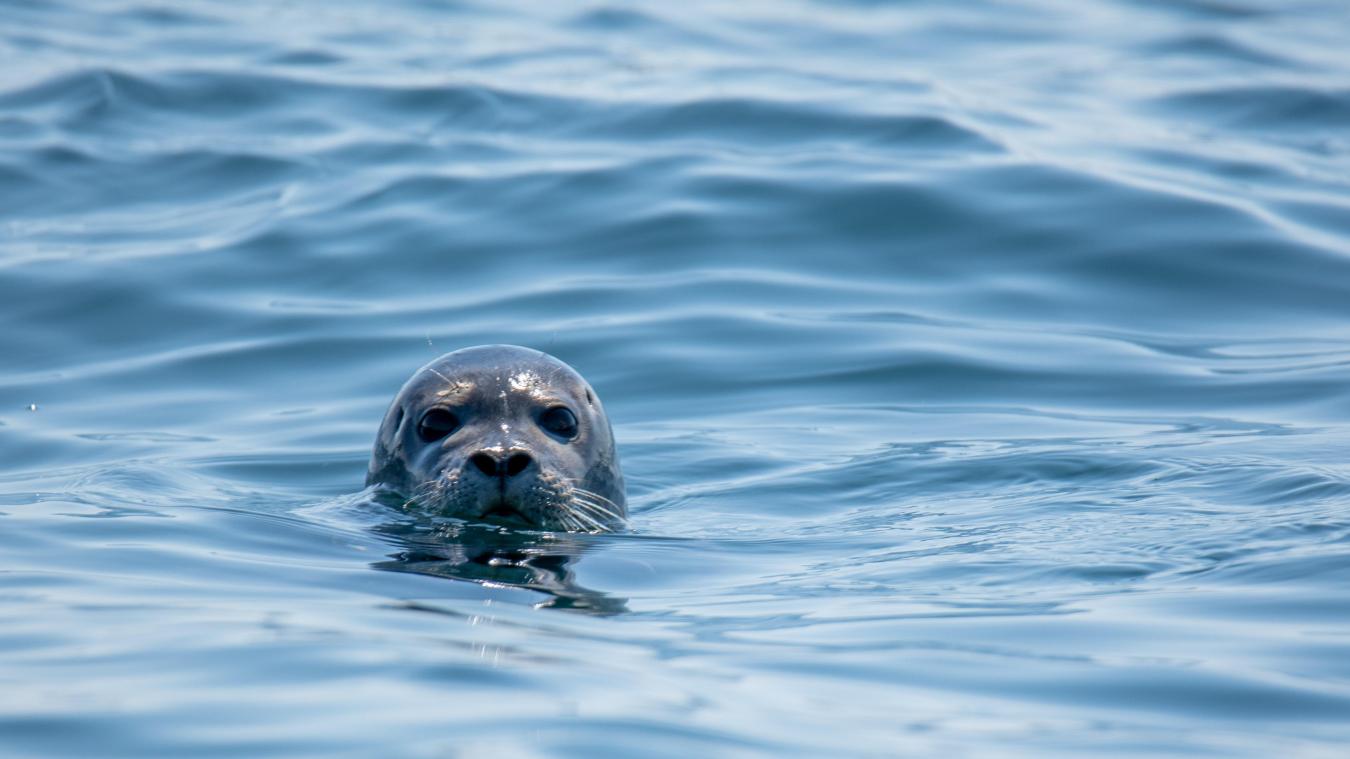 La présence d’un phoque dans les eaux de la Seine est moins surprenante que celle du béluga ou de l’orque.