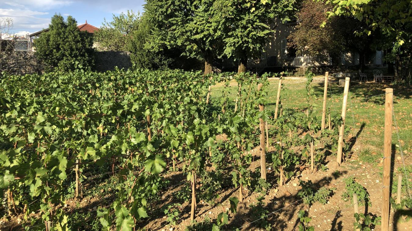 Au sein même du domaine aixois, les vignes promettent de beaux cépages dans les années à venir.